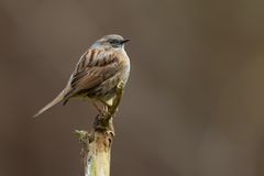 Tief im Wald