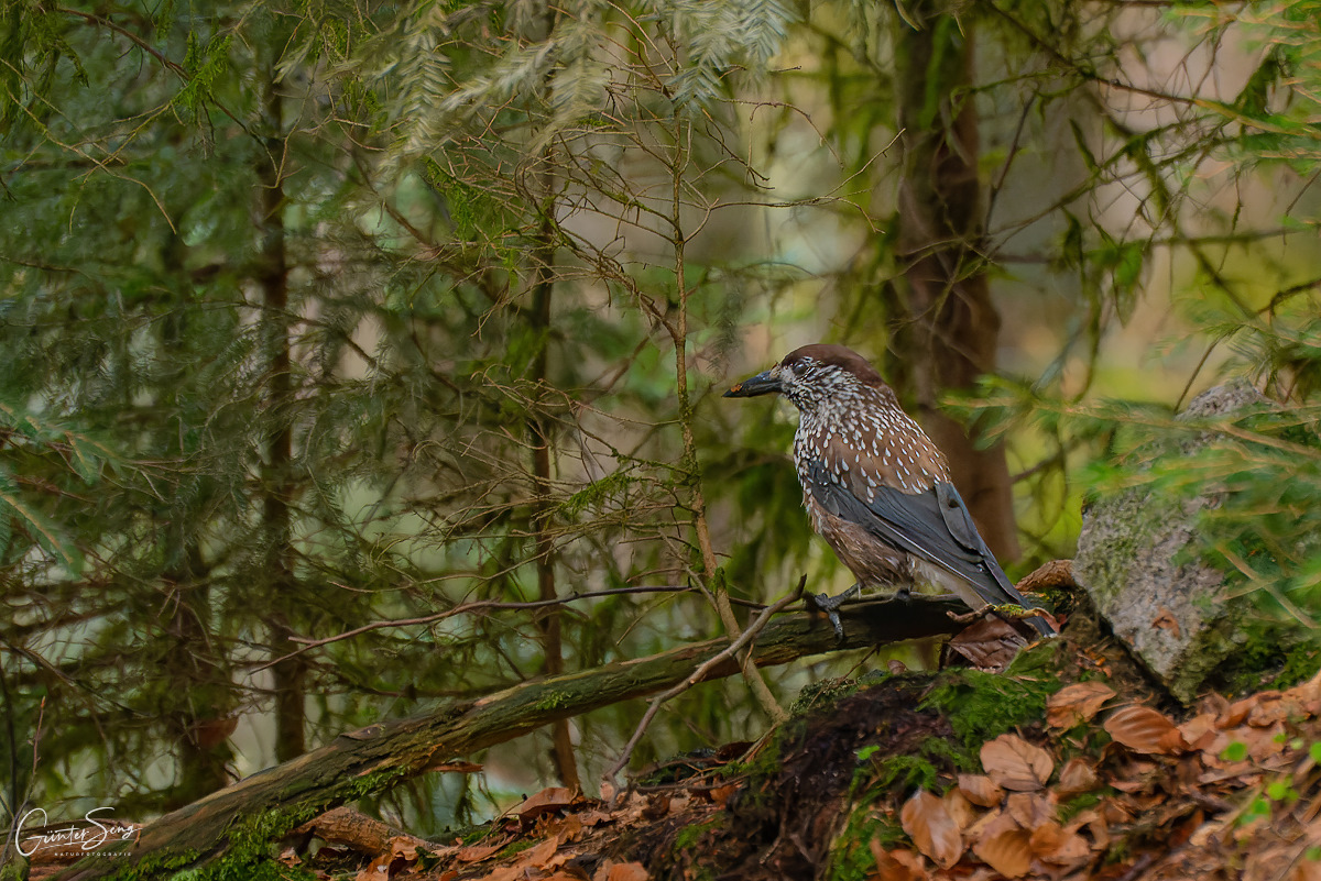 Tief im Wald der Häher sitzt