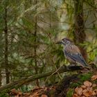 Tief im Wald der Häher sitzt