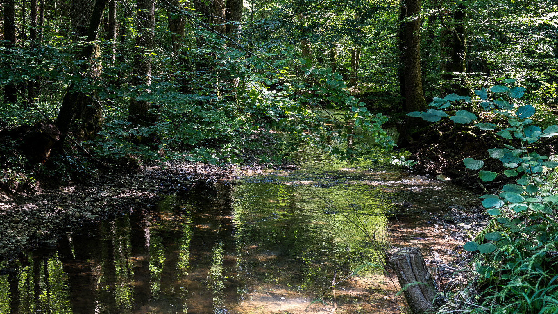 Tief im Wald