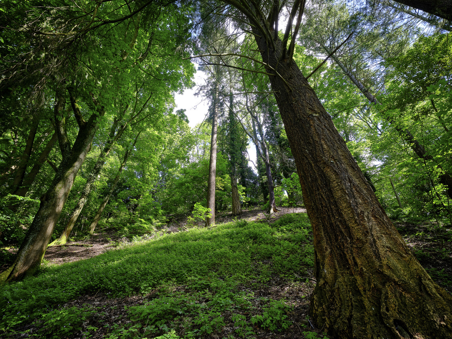 Tief Im Wald