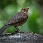 Tief im Wald entdeckte ich das Amselweibchen