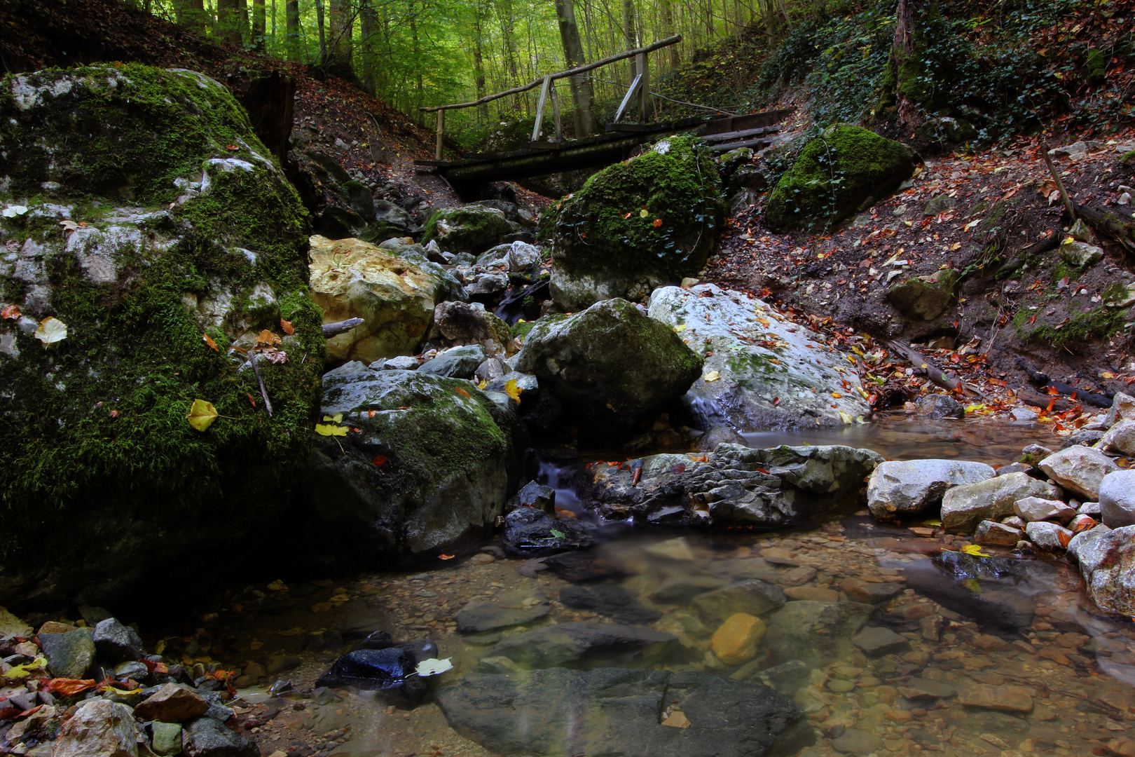 Tief im Wald