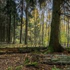 Tief im Wald