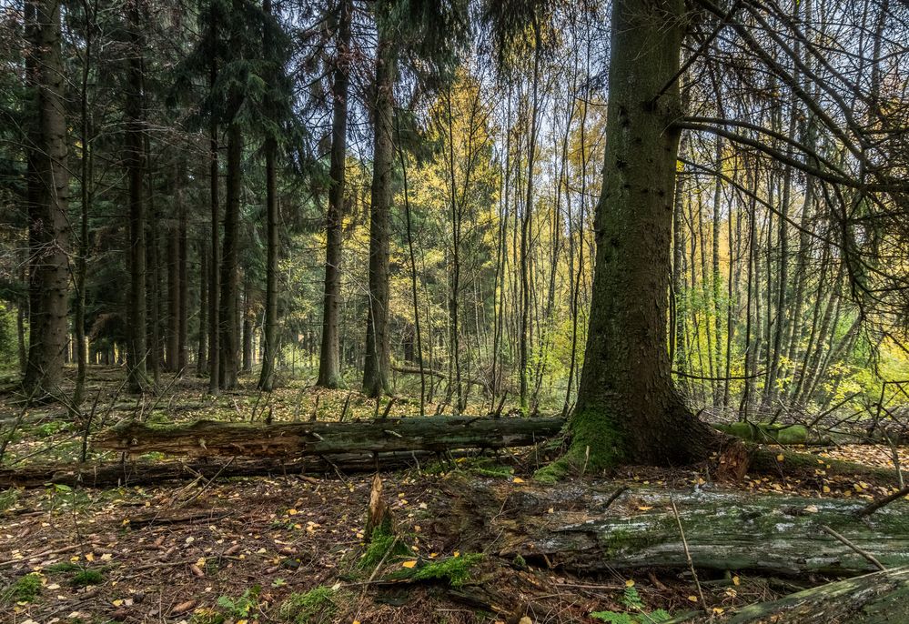 Tief im Wald