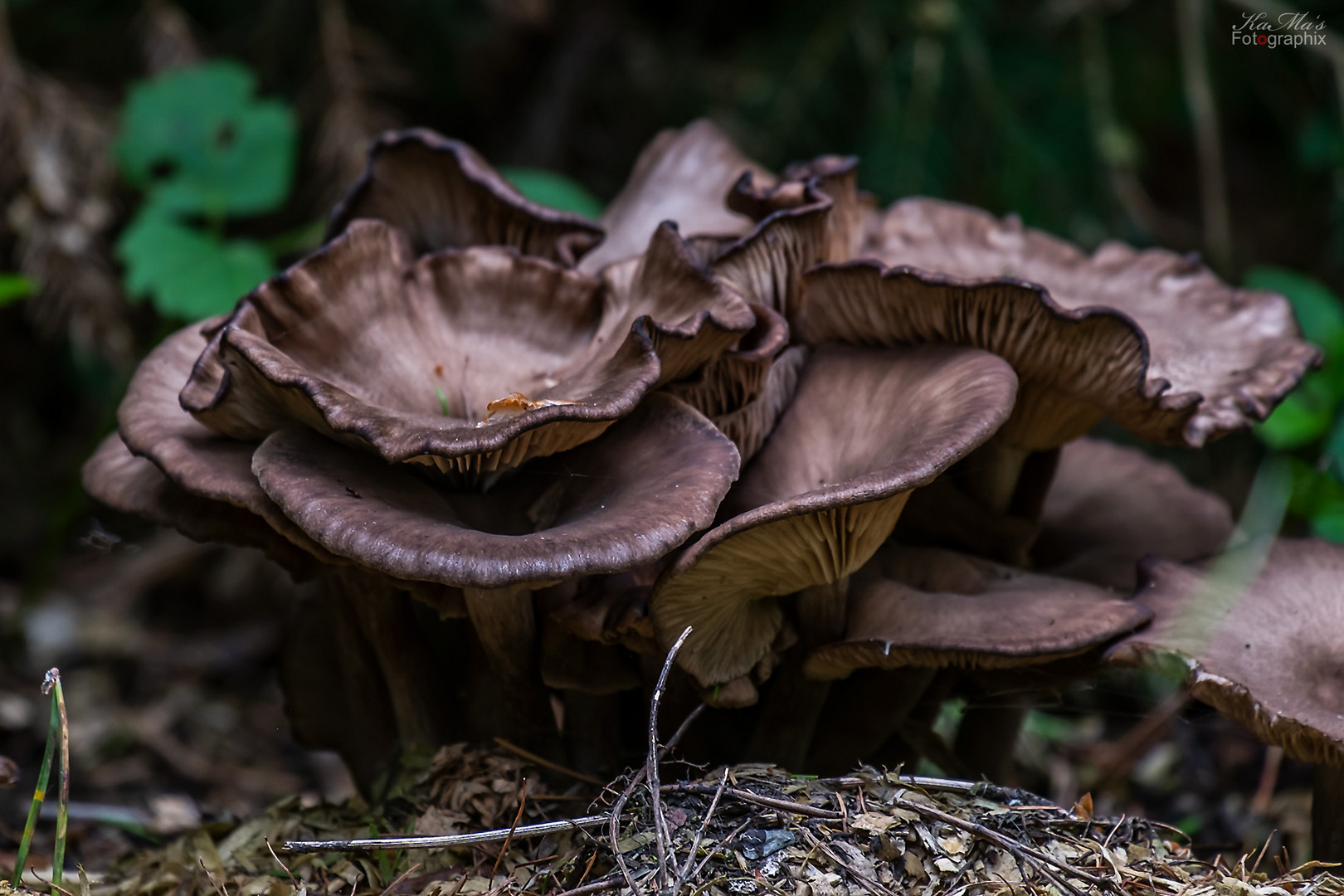 Tief im Wald