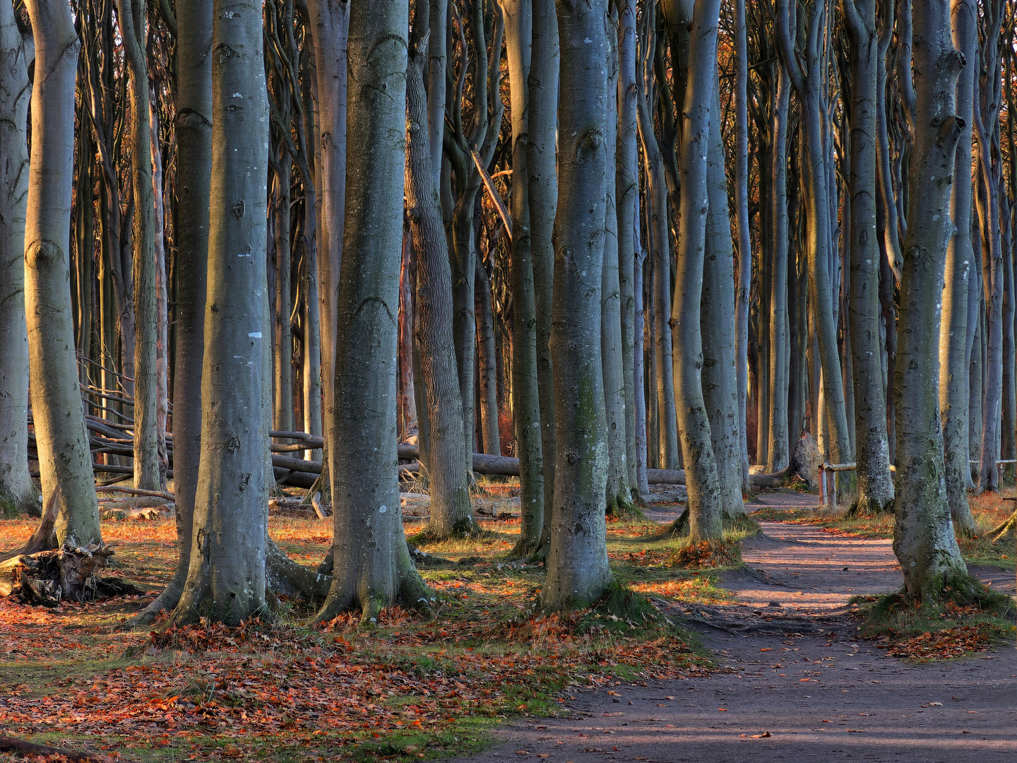 Tief im Wald...