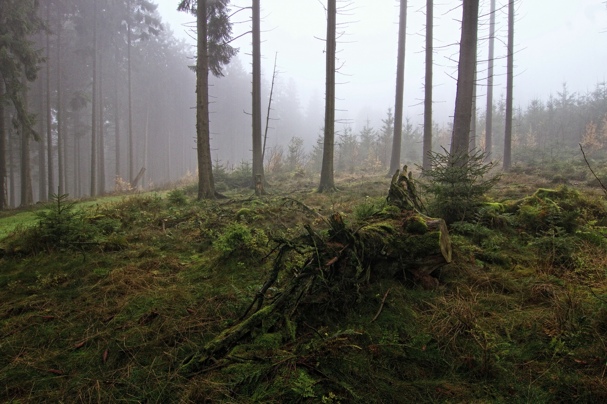 Tief im Wald II