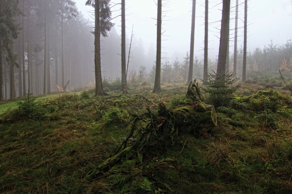 Tief im Wald II