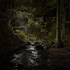 tief im Wald - lightpainting
