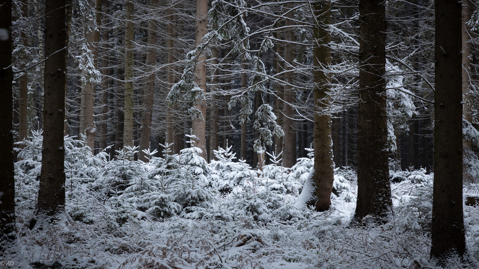 Tief im Wald war eine Lichtung ...