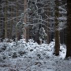 Tief im Wald war eine Lichtung ...