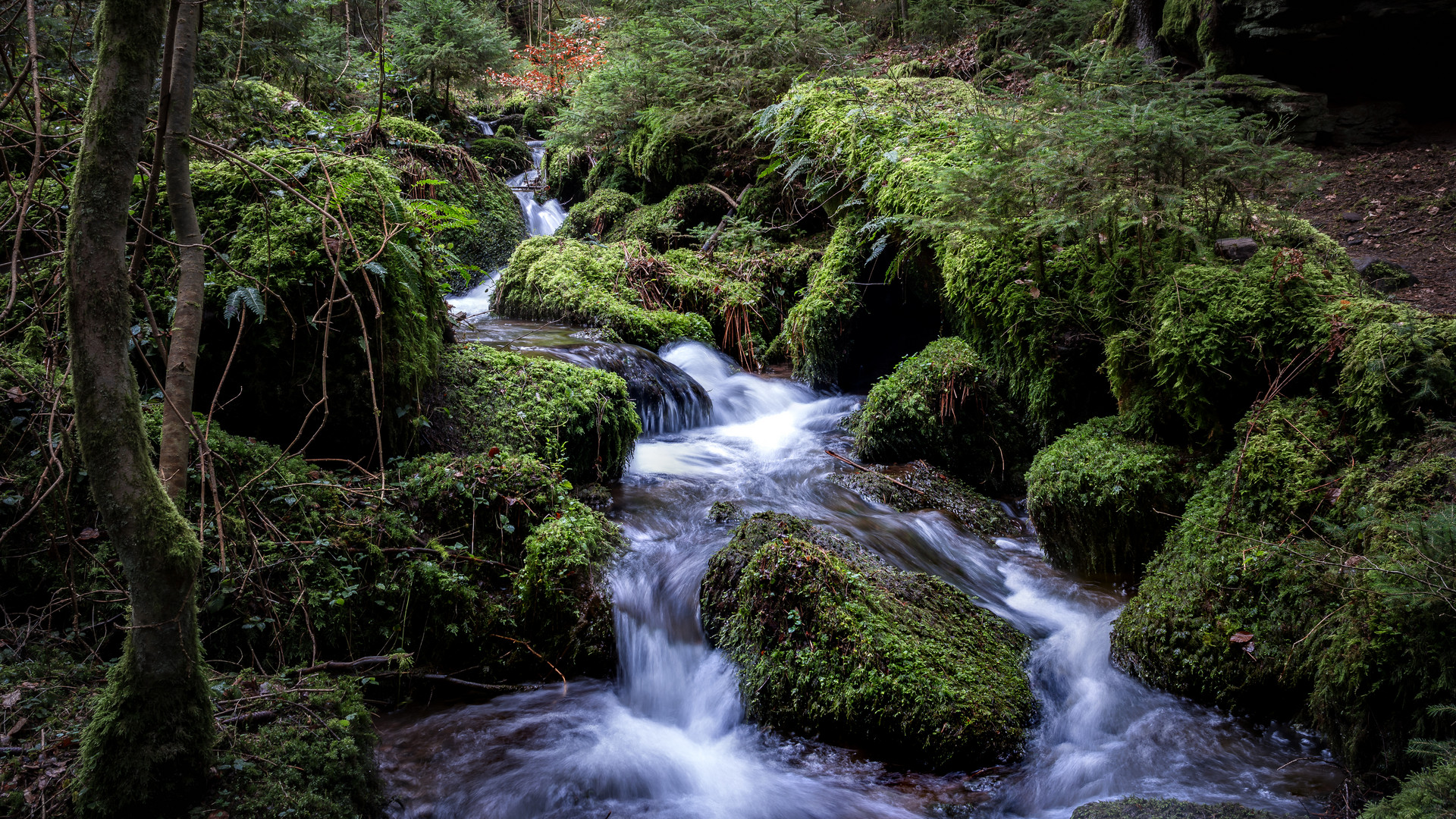 Tief im Wald Wo die Zeit zu stehen scheint 