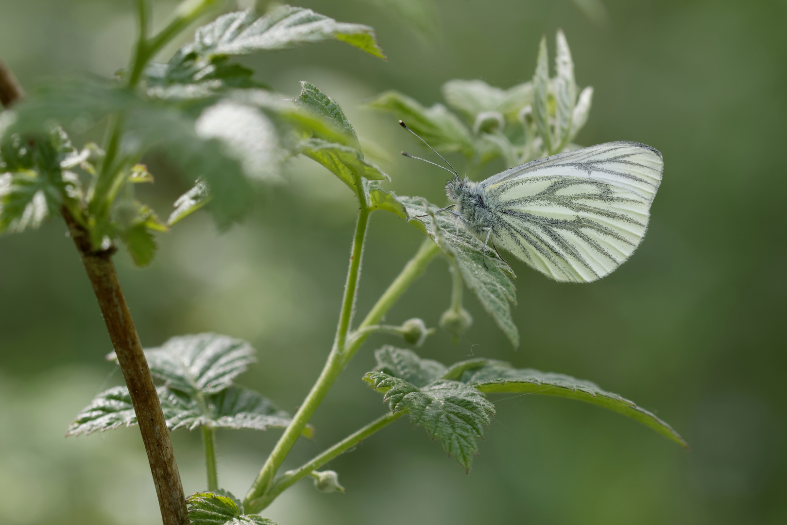 tief im Walde Foto & Bild mai, fotos, brandenburg Bilder auf