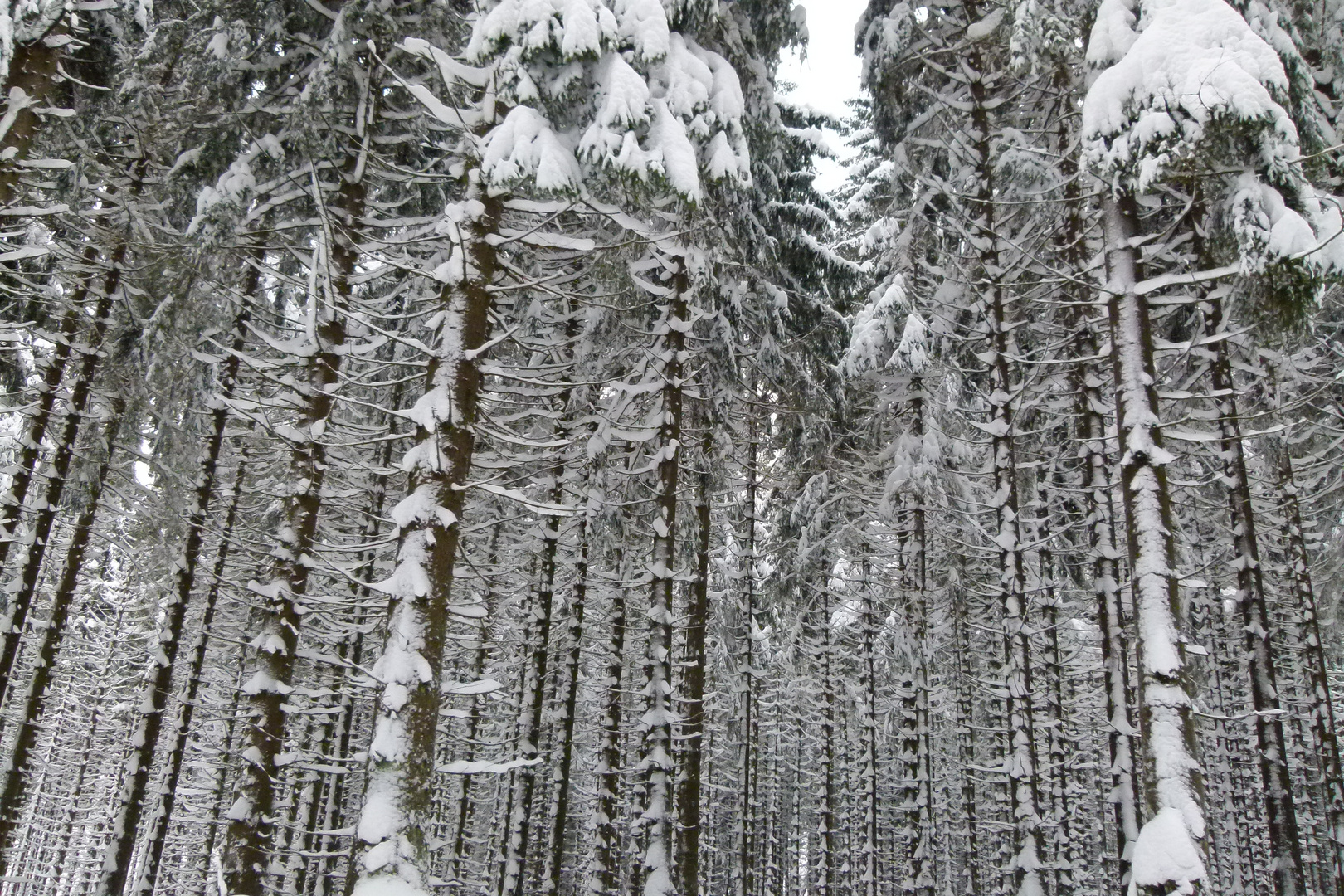 Tief im Winterwald