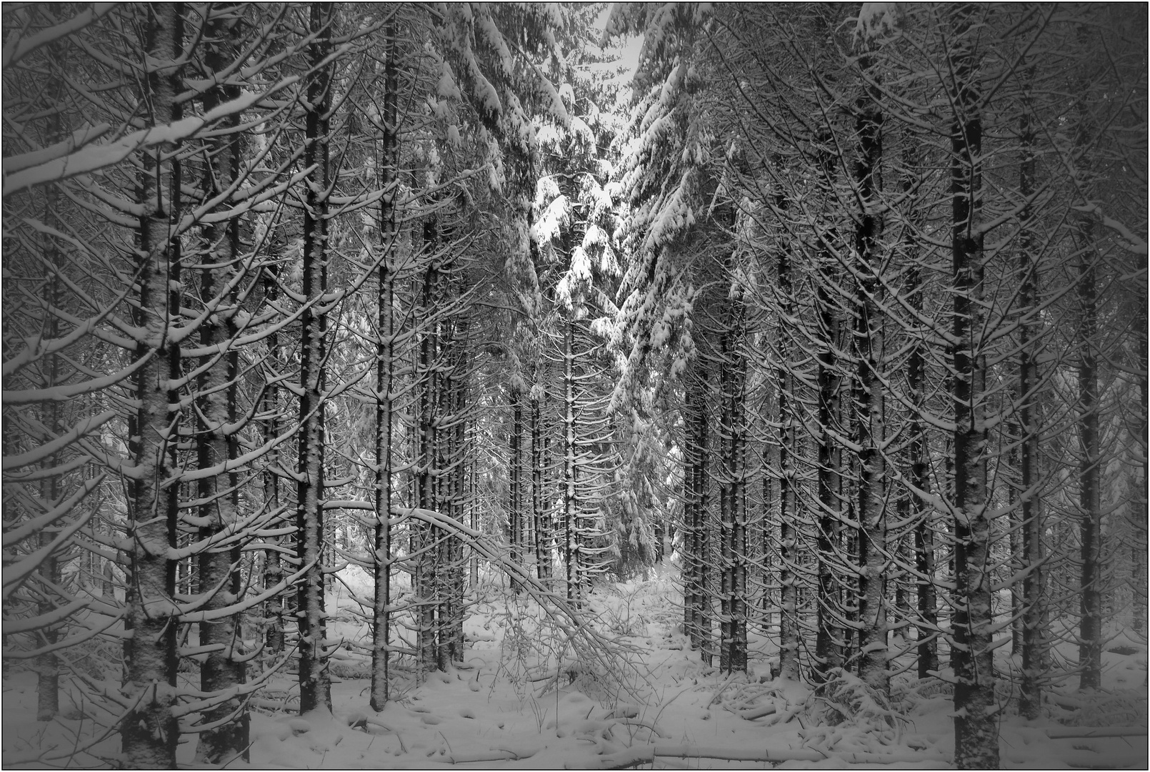 Tief im Winterwald