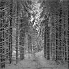 Tief im Winterwald