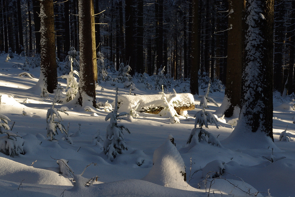 Tief im Winterwald