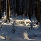 Tief im Winterwald