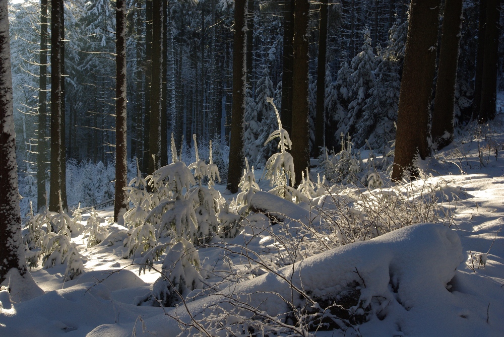 Tief im Winterwald