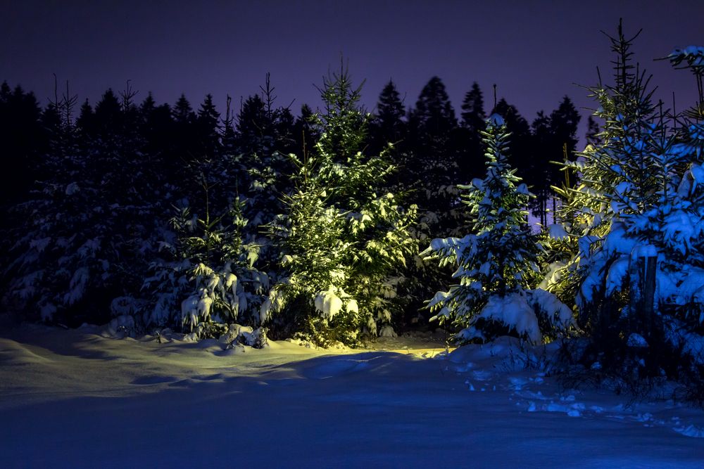Tief im Winterwald Foto & Bild  landschaft, naturlandschaft bei 