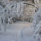 tief im Winterwald - deep in the winter forest