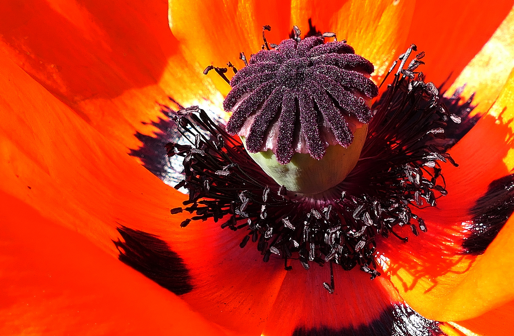 Tief in das feurige Rot . . . Foto &amp; Bild | pflanzen, pilze &amp; flechten ...