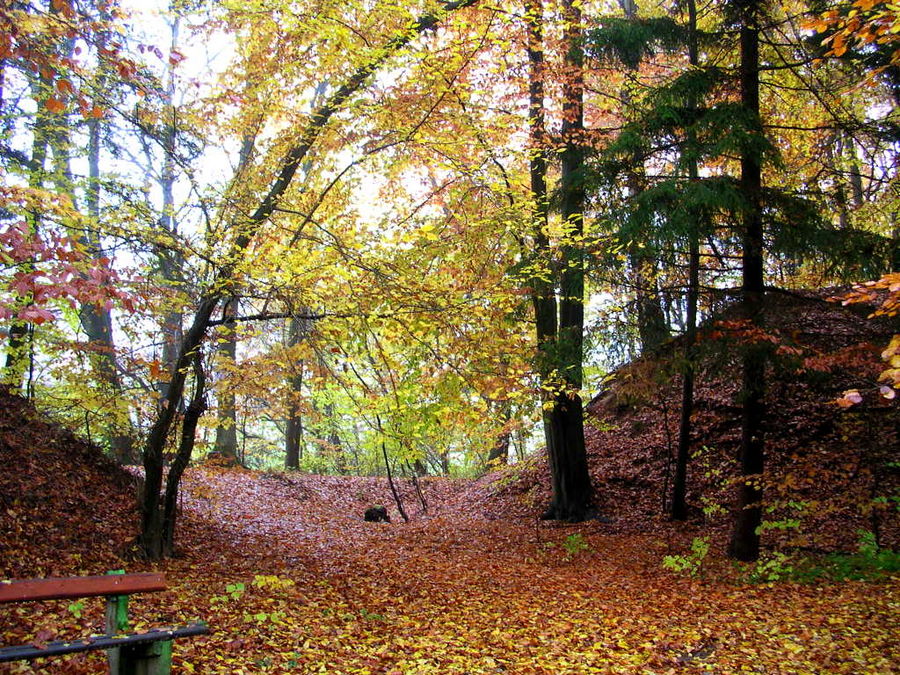 tief in den Herbstwald