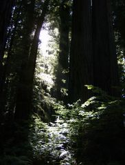 Tief in den Redwoods