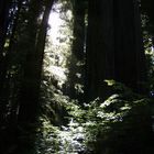 Tief in den Redwoods