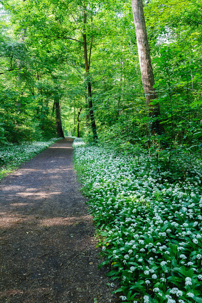 ~~ Tief in den Wald ~~