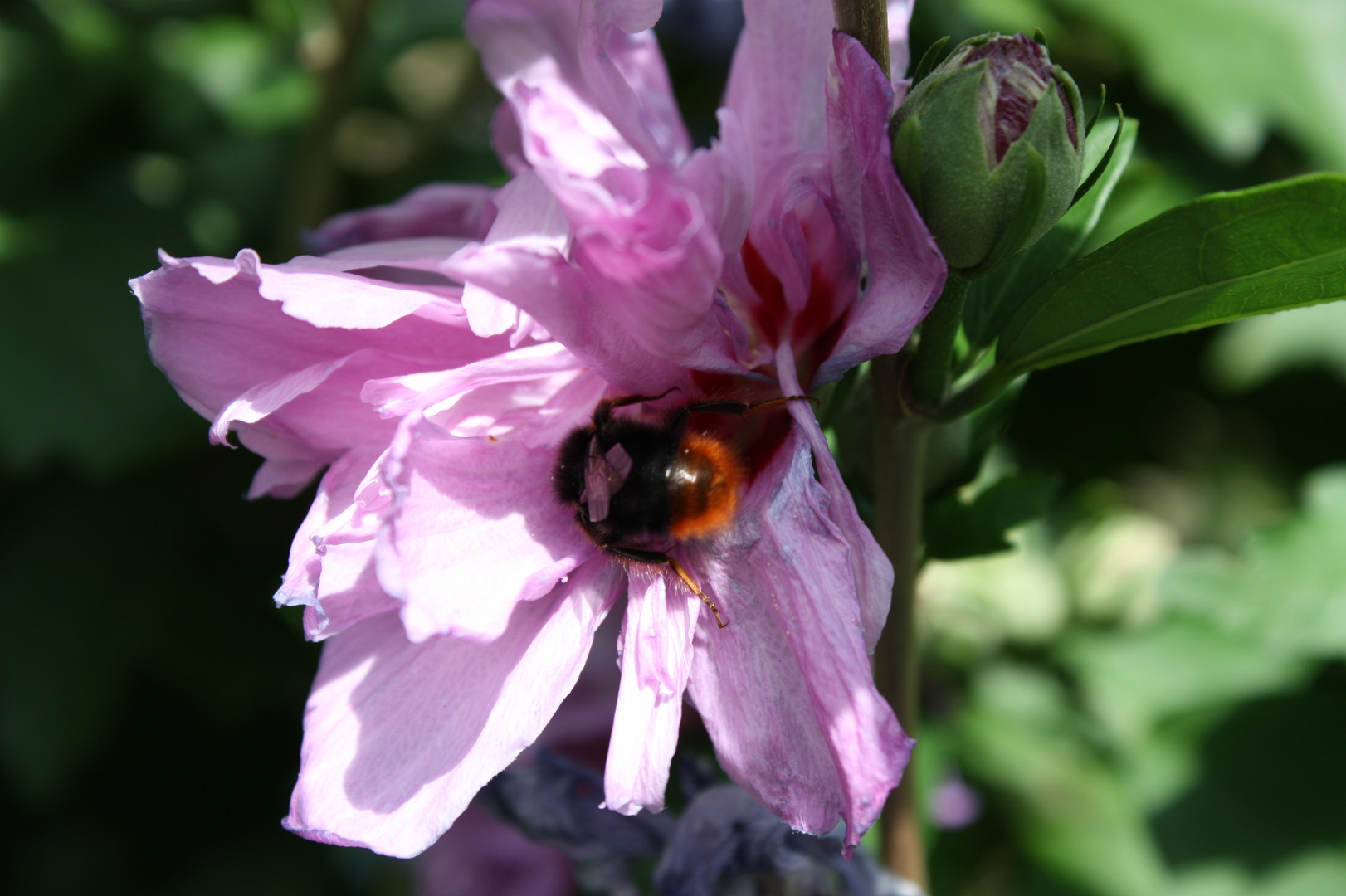 tief in der Blüte nach Nahrung suchend