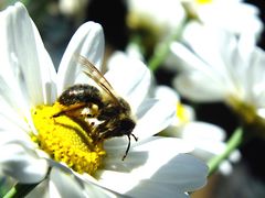 Tief in der Blüte versunken