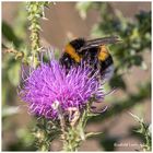 Tief in der Distel versteckt