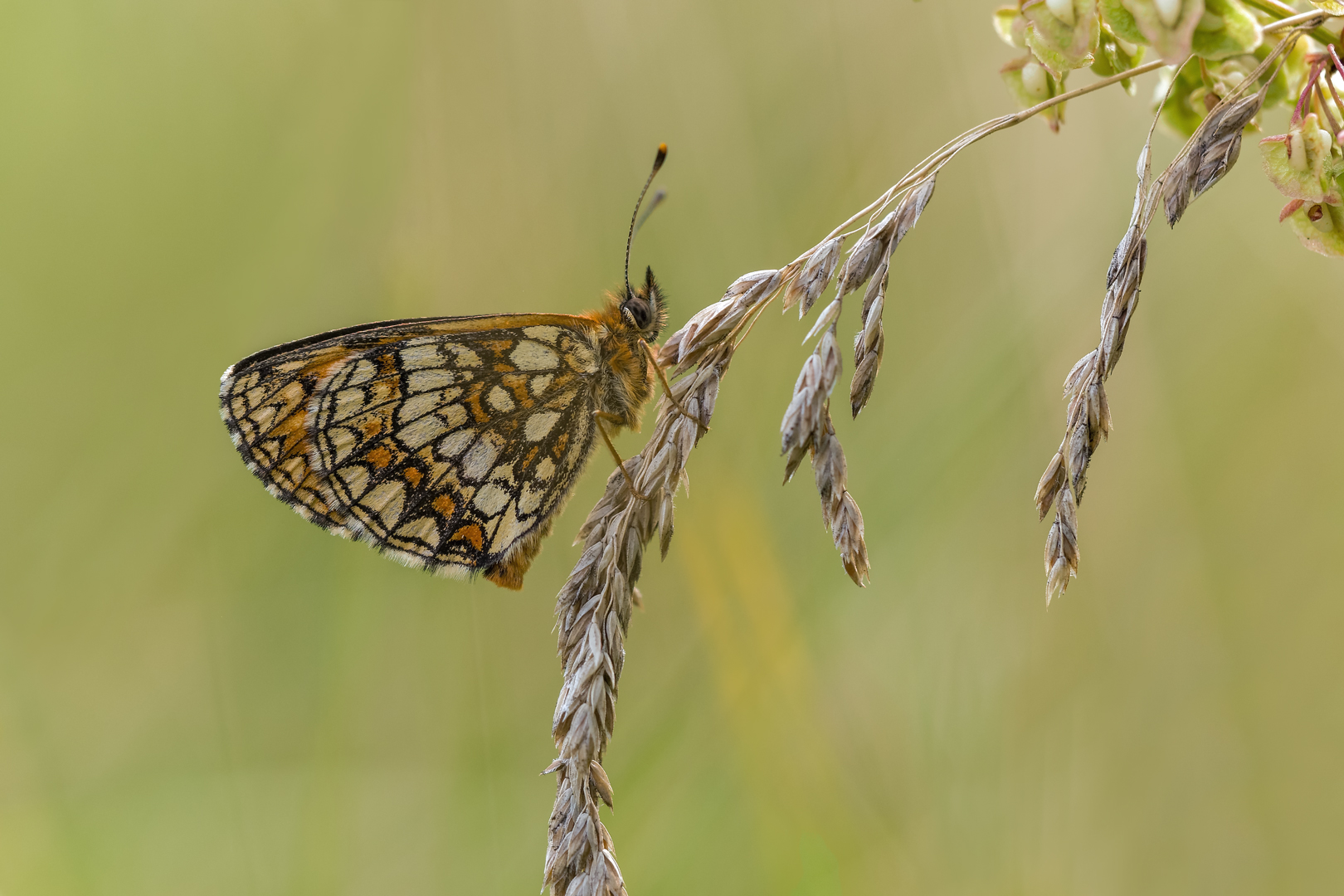 Tief in der Wiese