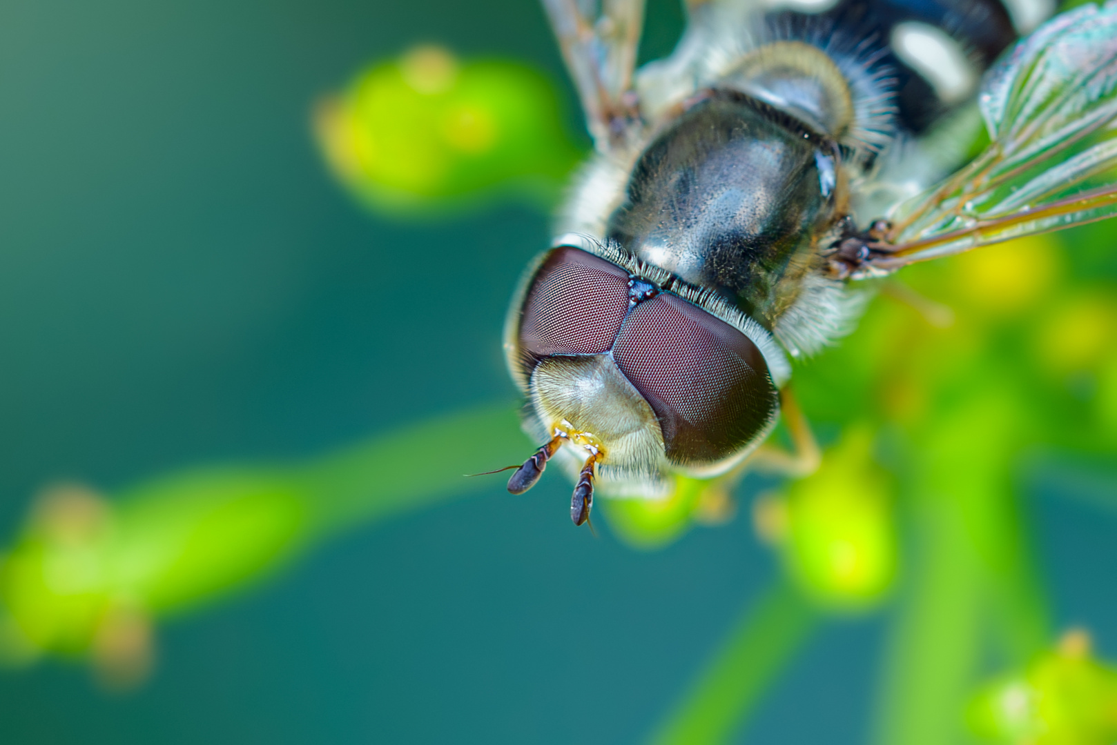 Tief in die Augen geschaut