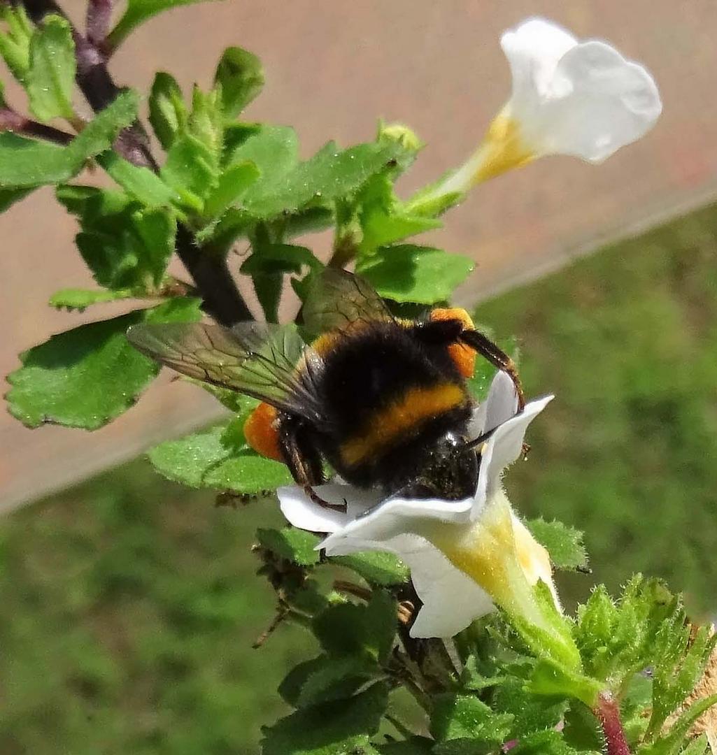 Tief in die Blüte eingetaucht