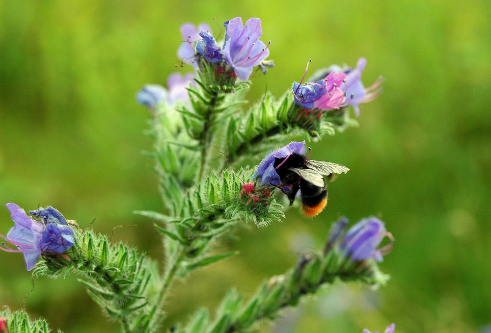 Tief in die Blüte geguckt