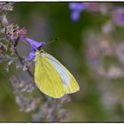 Tief in die Blüte geschaut