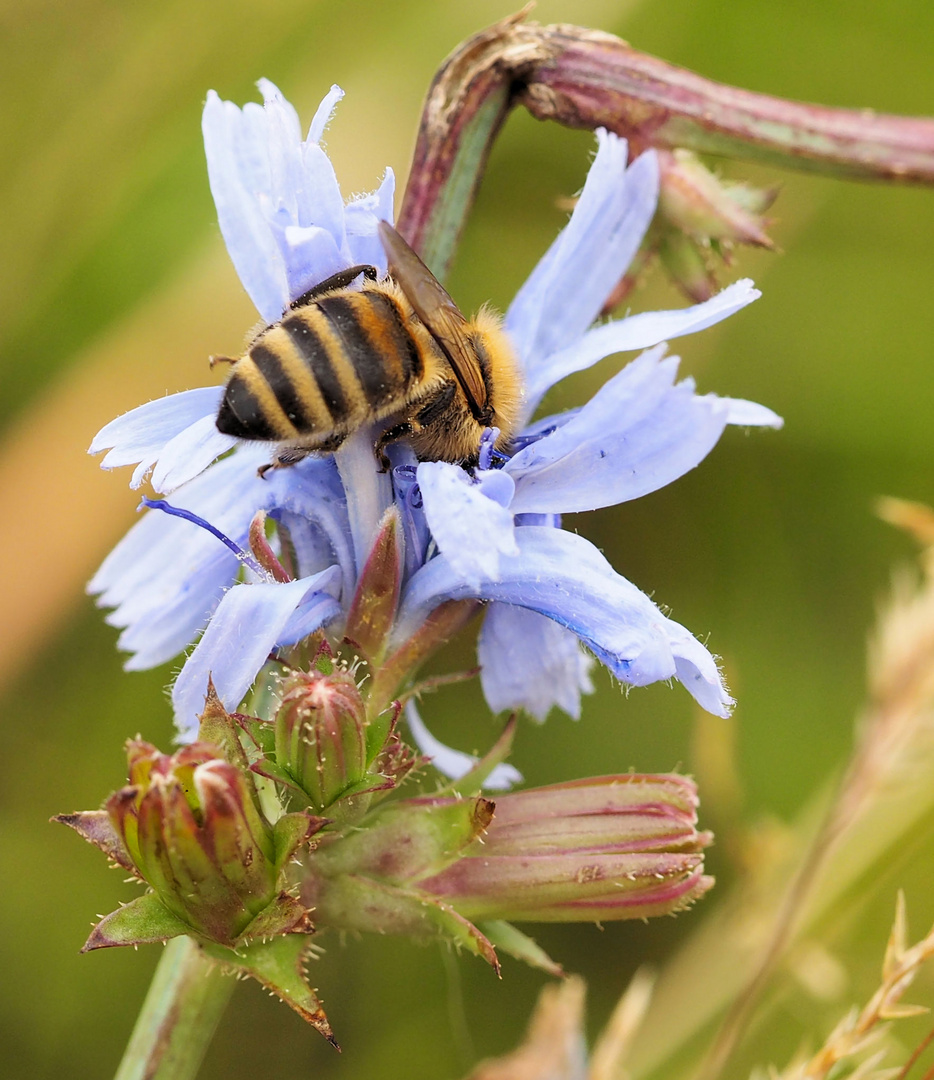 Tief in die Blüte gucken ;) 