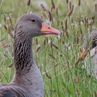 Tief ins Gras geblickt ...