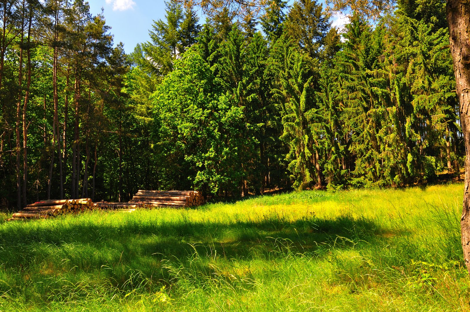 Tief, märchenhaft & mystisch: Märkische Wälder