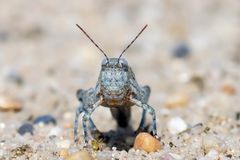 Tief schauten wir uns in die blauen Augen im heißen Heidesand...