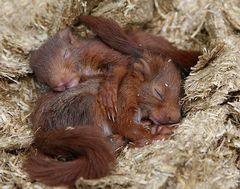 tief schlafende eichhörnchen