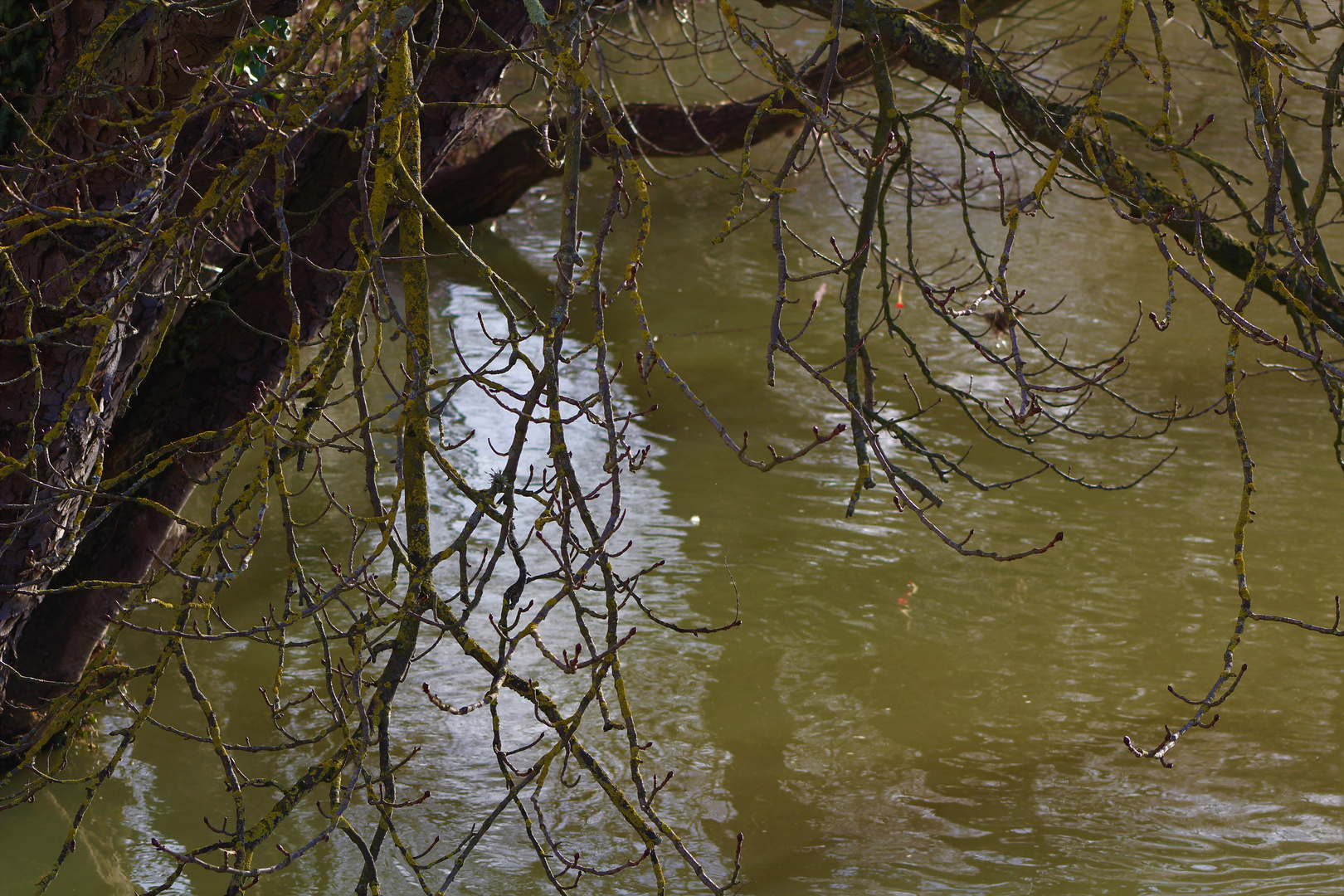  tief über s Wasser gebeugt