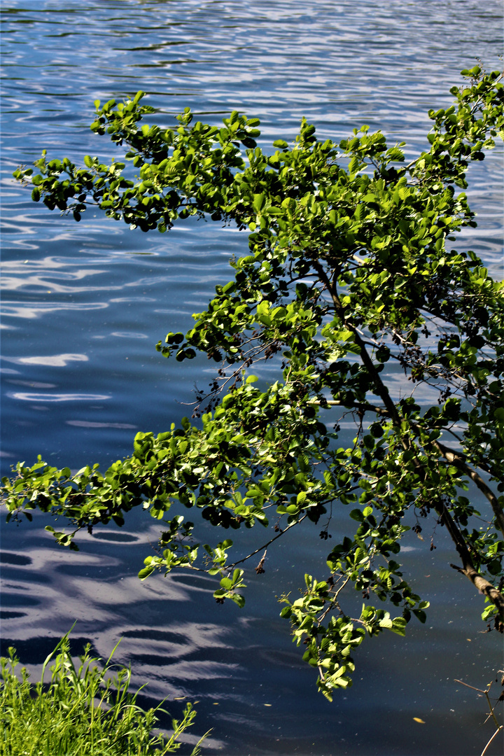 tief über s Wasser gebeugt,