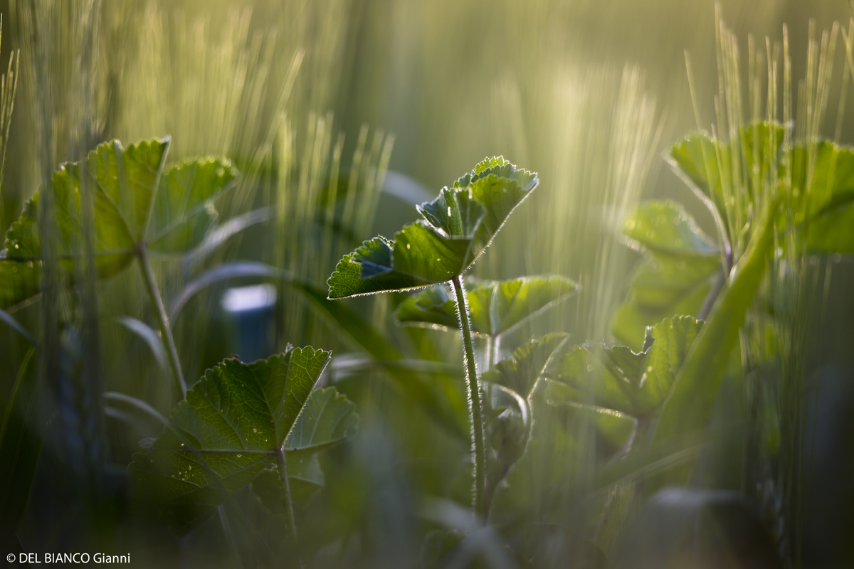 Tief untem im Feld