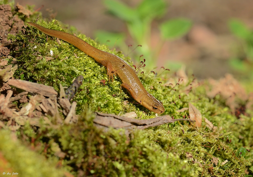 Tief unten am Waldboden