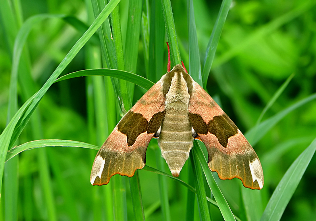  Tief unten im Gras...