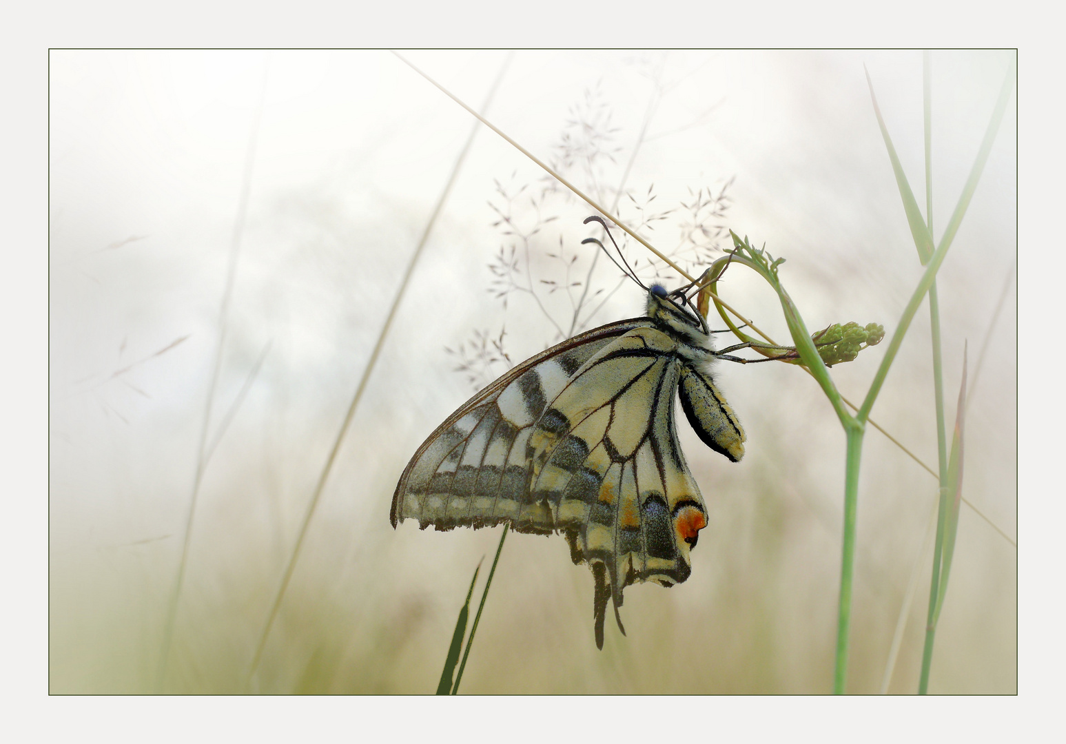 Tief unten im Gras